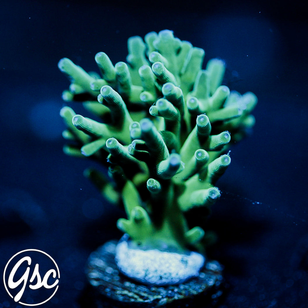 GSC Hawkins Echinata Acro #2