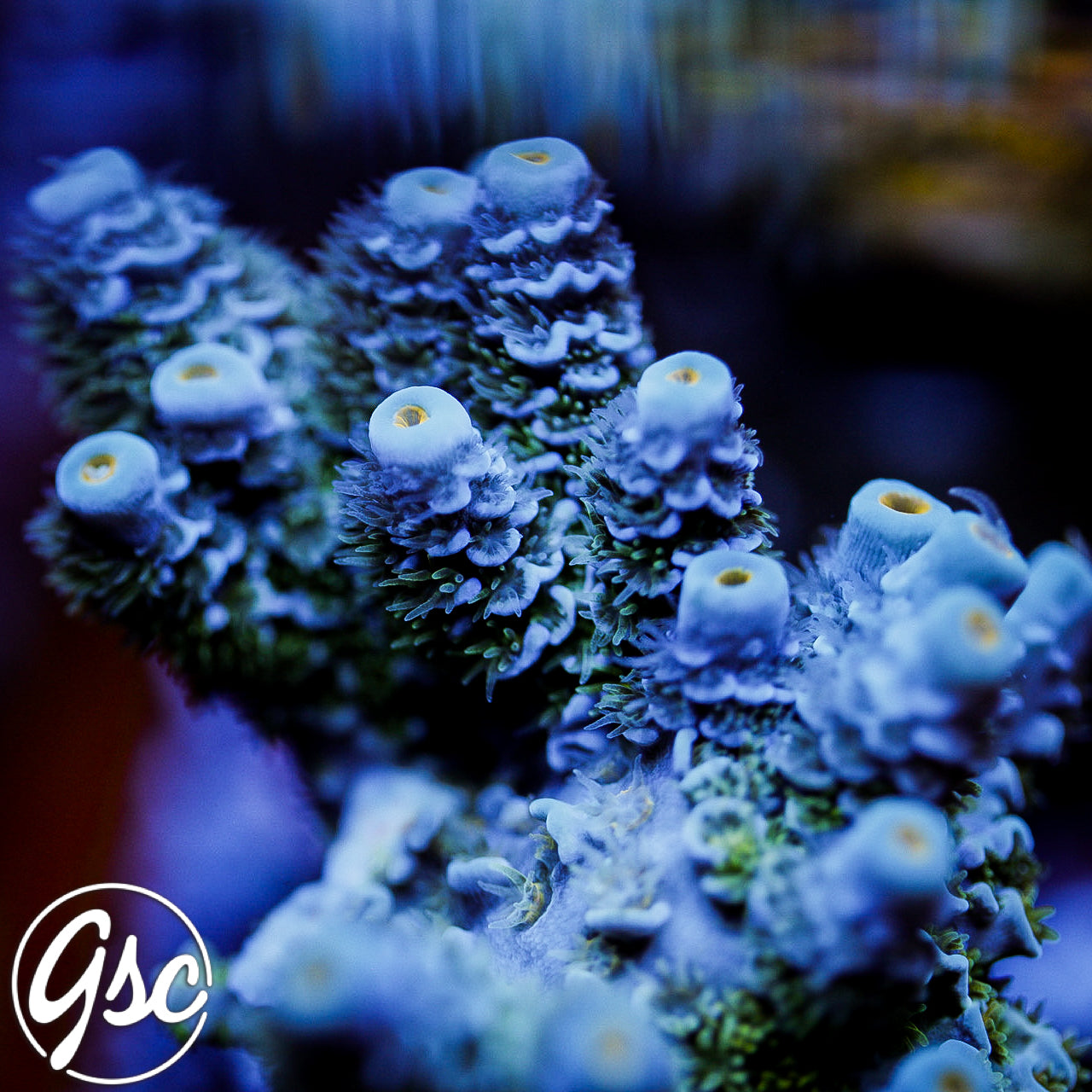 GSC Blues Clues Tenuis Acro #2 (Chunky)