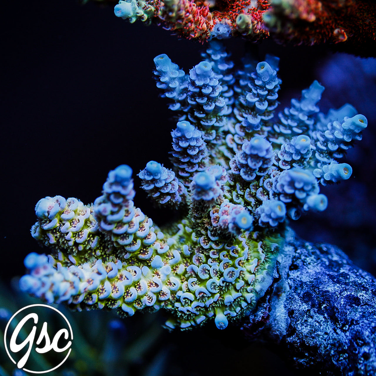 JF Jolt Acro #1 (Tenuis)
