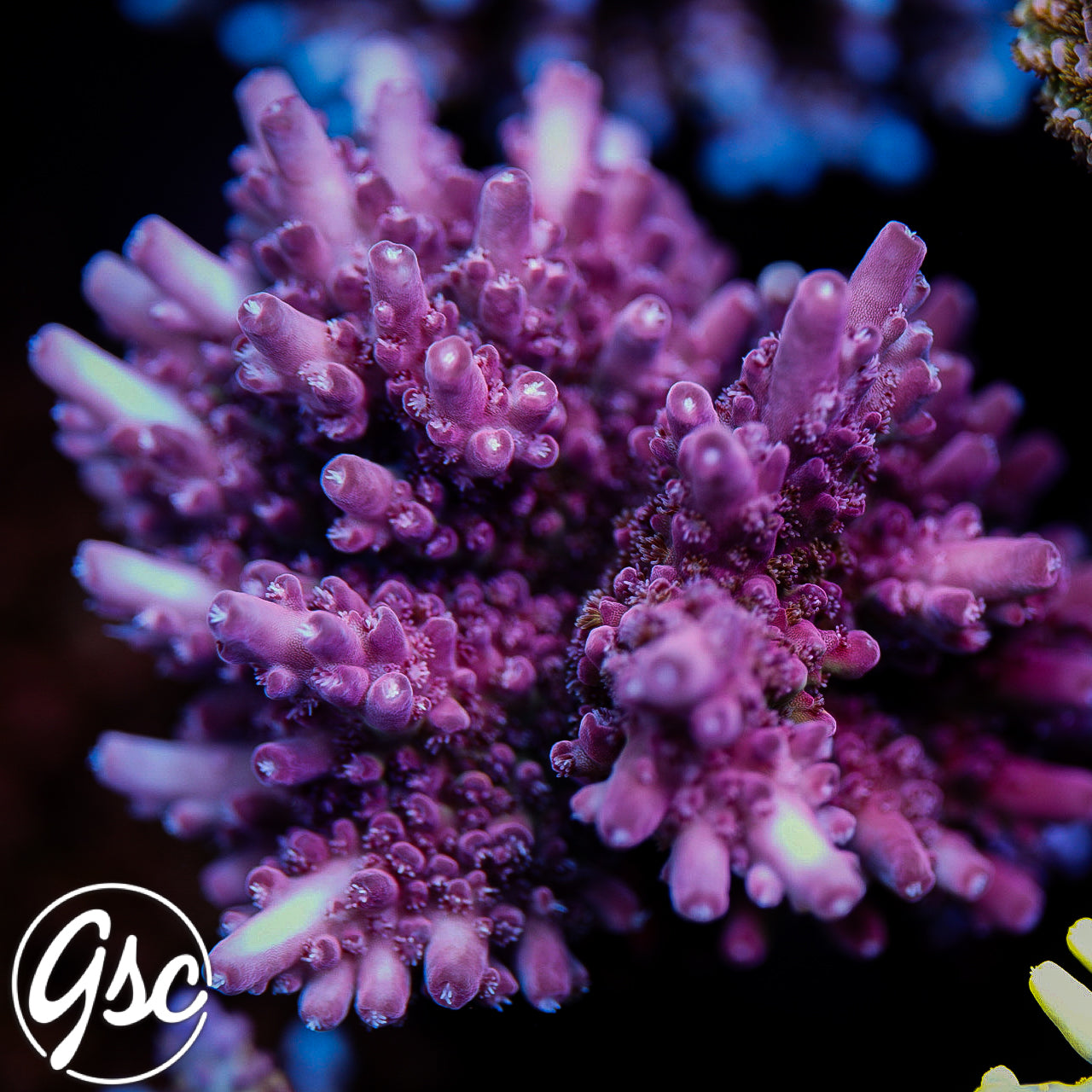 GSC Dizzy Devil Acro (Chunky) #2 (New Release!)