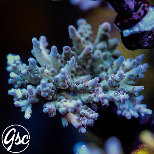 WWC White Walker Acro #1