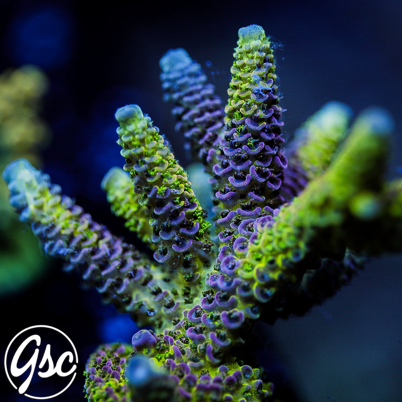 ReefWorks College Fund Acro #1
