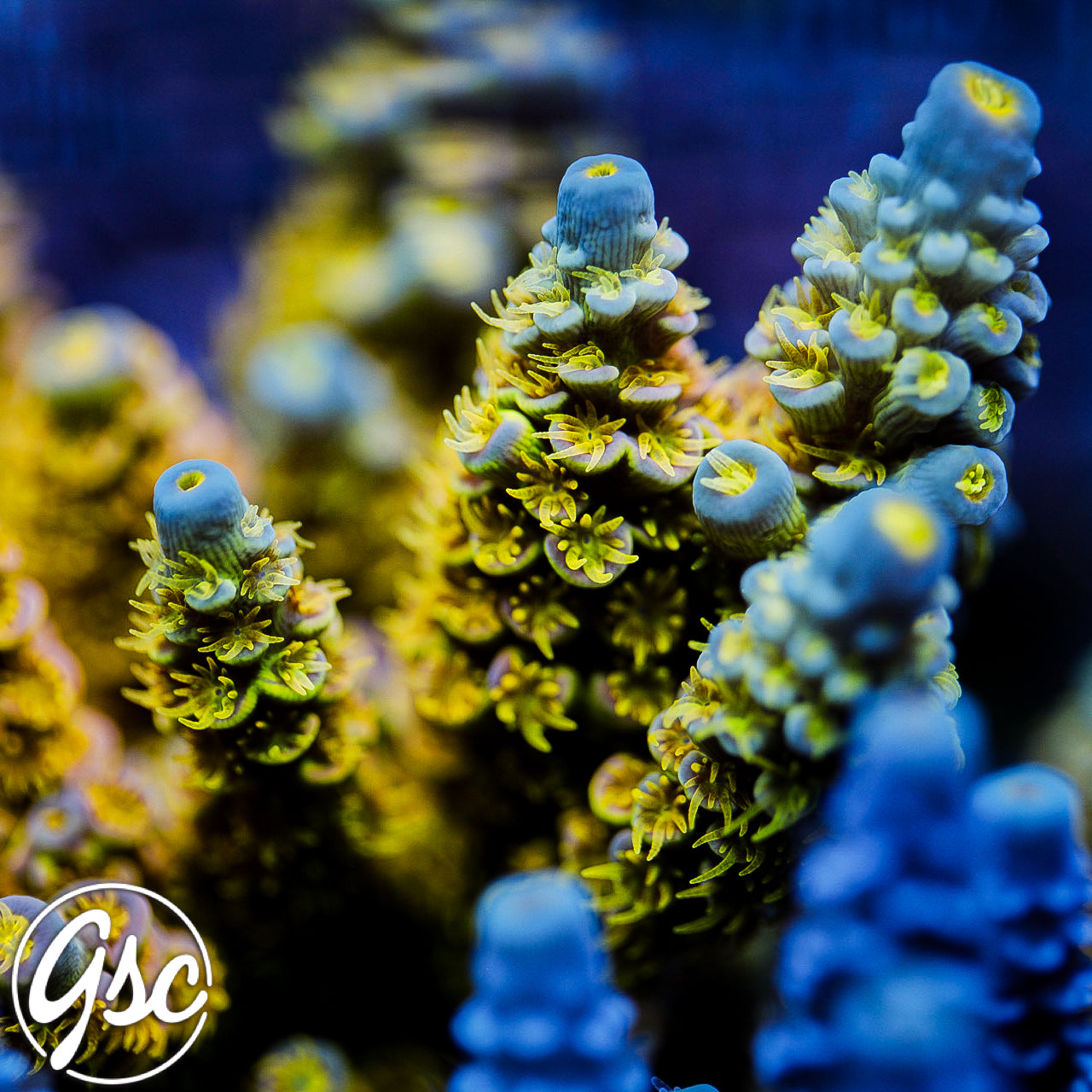 GSC Walt Disney Acro #1 (Chunky)