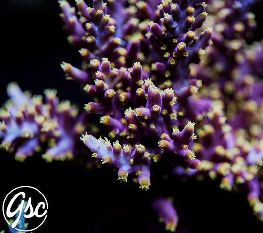 WWC Little Red Ferrari Acro #3