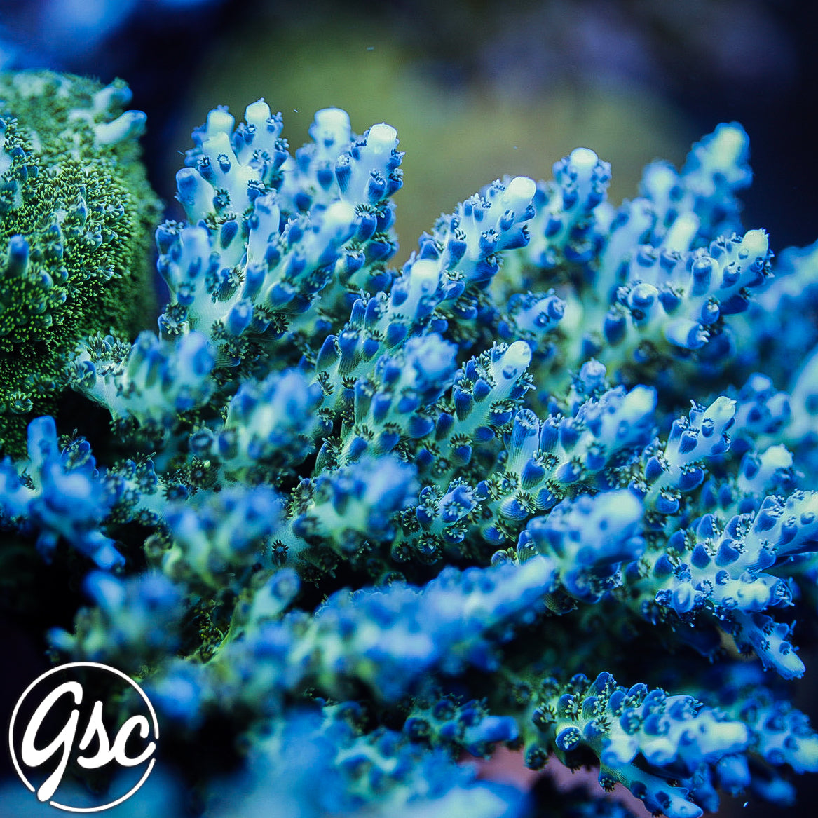 ORA Pearlberry Acro #2