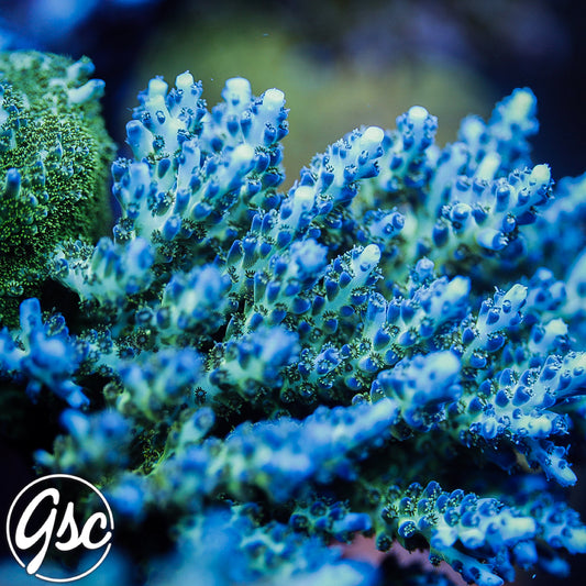 ORA Pearlberry Acro #2