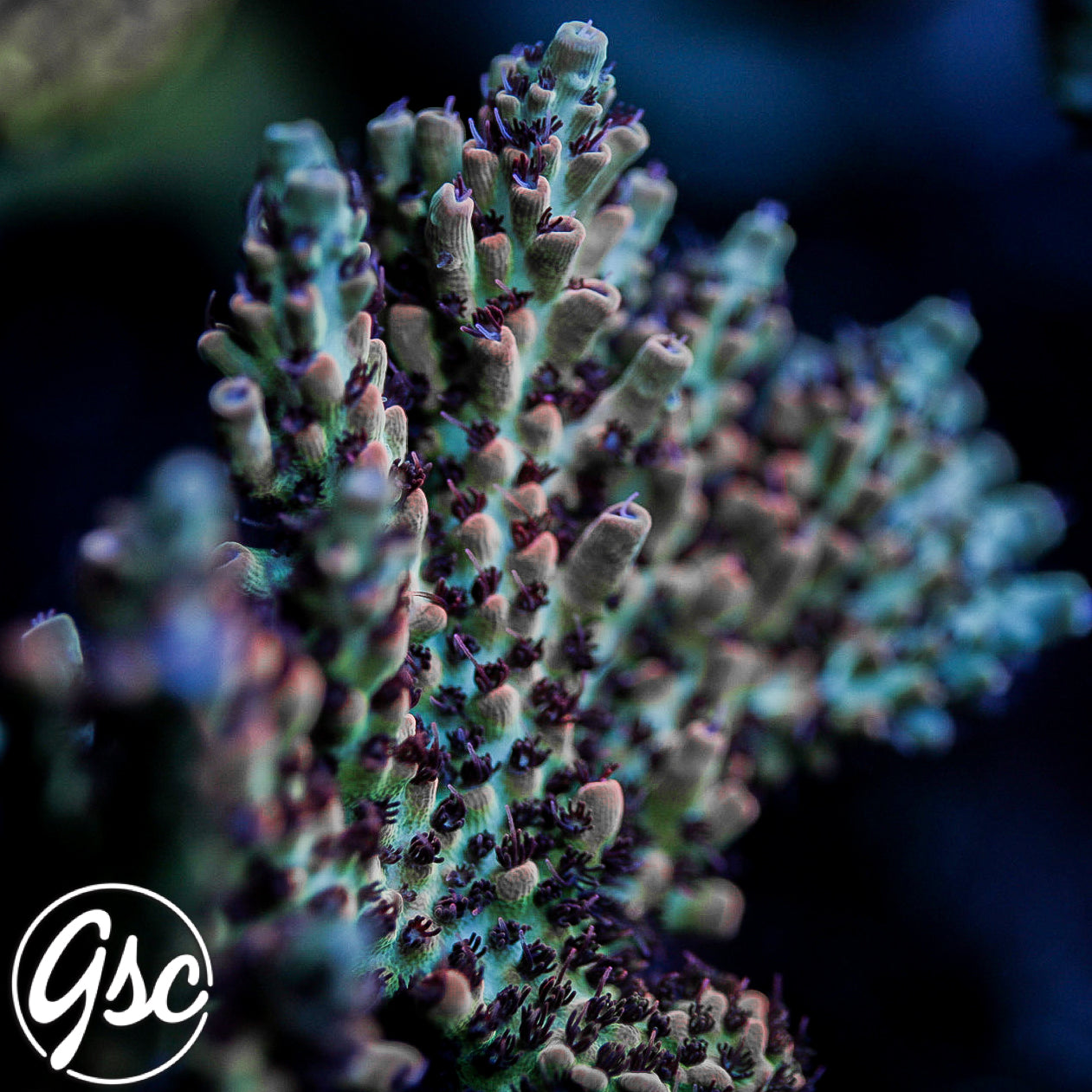 CC Blaze Of Glory Acro #2