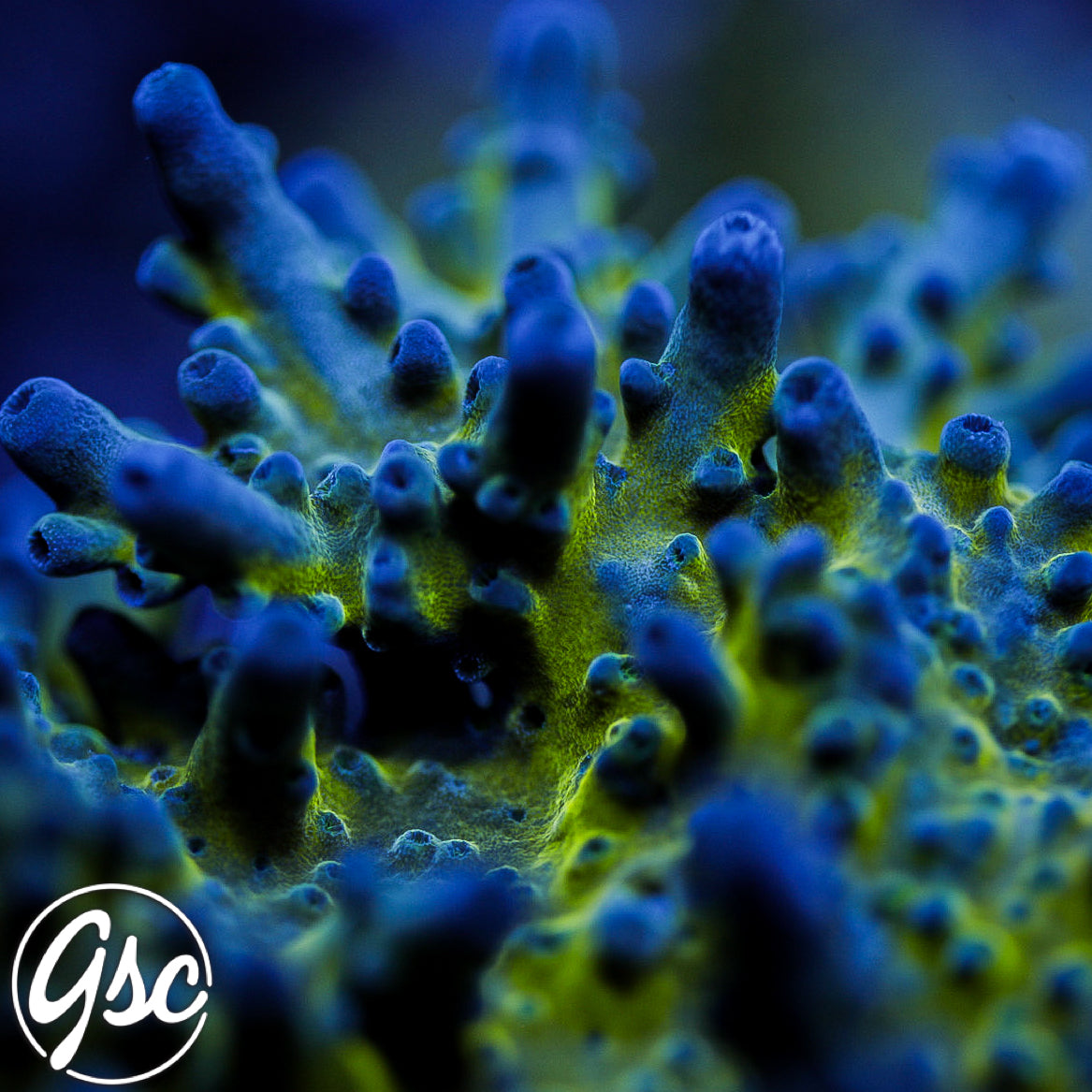 GSC Miyagi Tort Acro #2