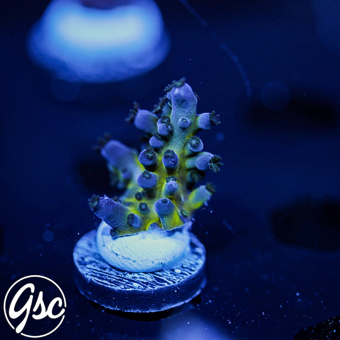 GSC Miyagi Tort Acro #1