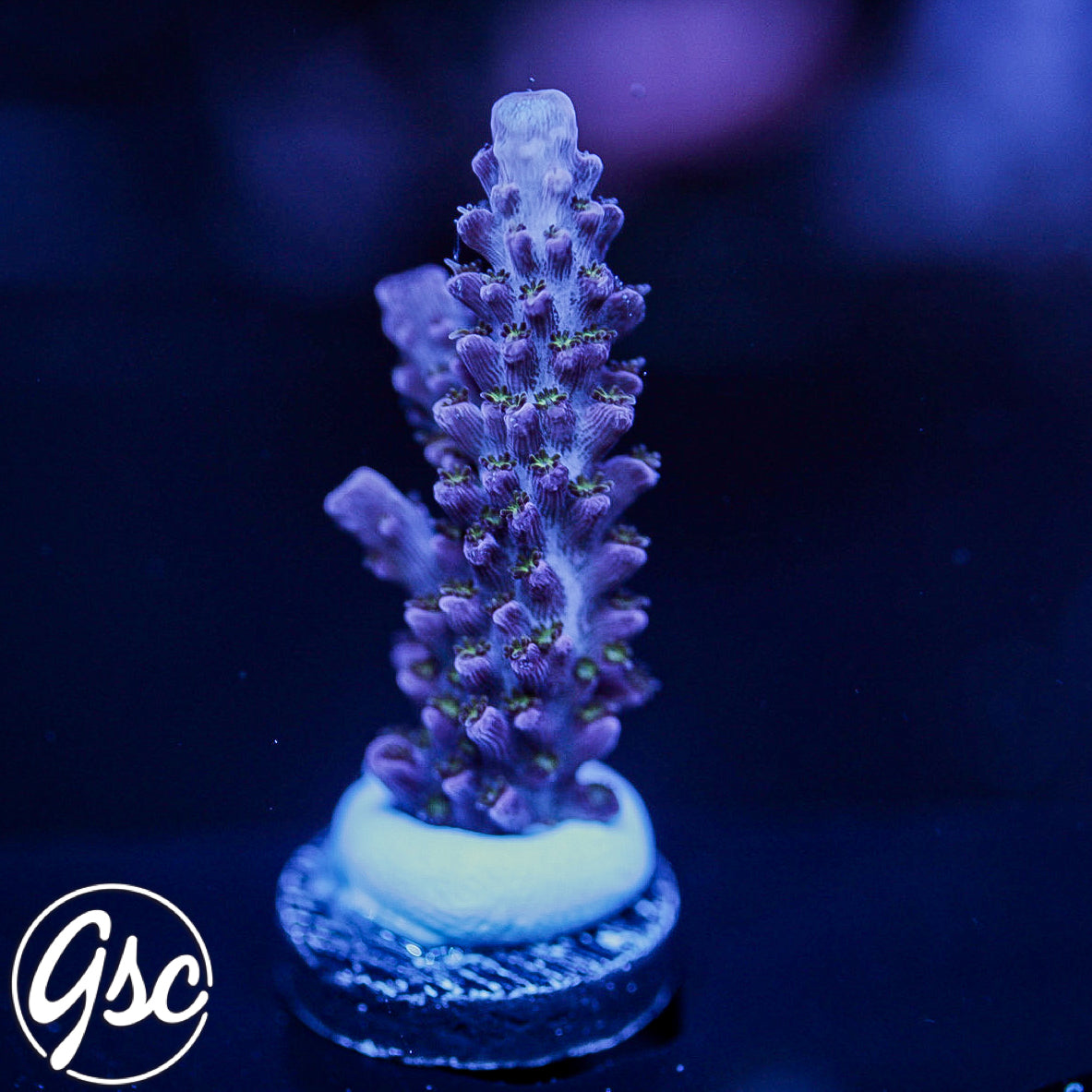 GSC Waluigi Sukarnoi Acro #1