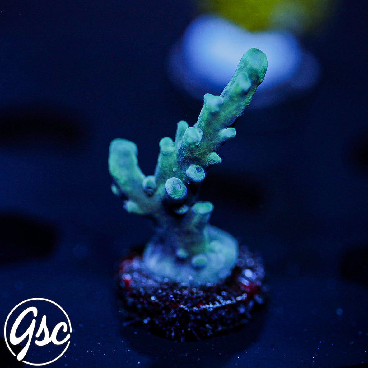 ORA Oregon Tort Acro #1
