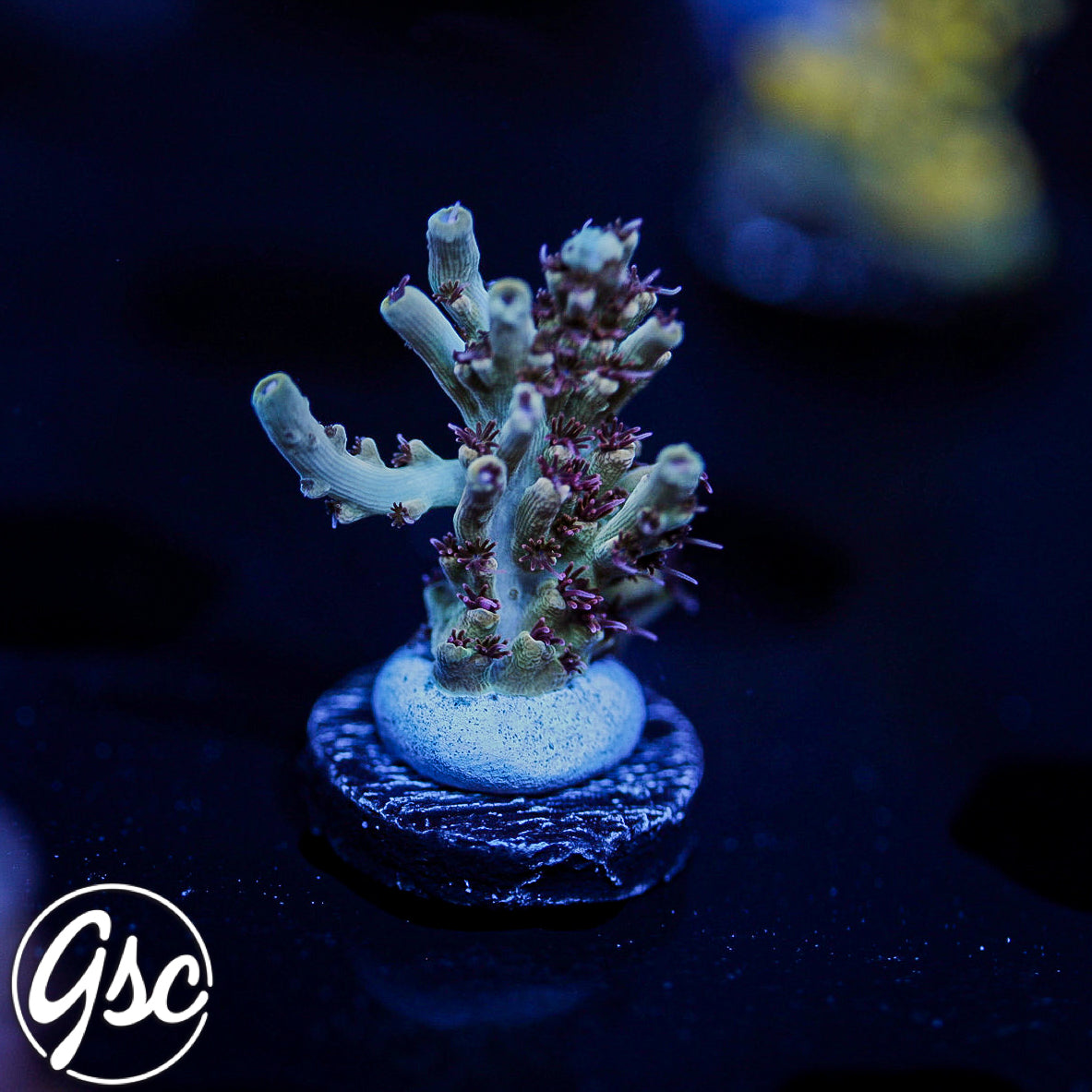 Gregs Unicorn Acro #1 (Chunky)