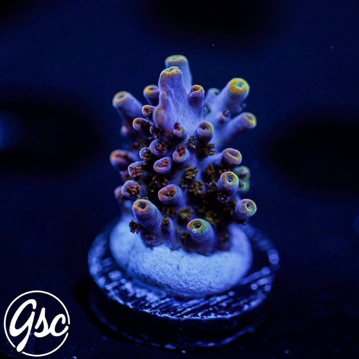 All Delights Red Clathrata Acro #4 (OG Rare)