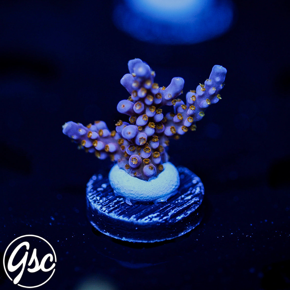 WWC All Star Acro #4