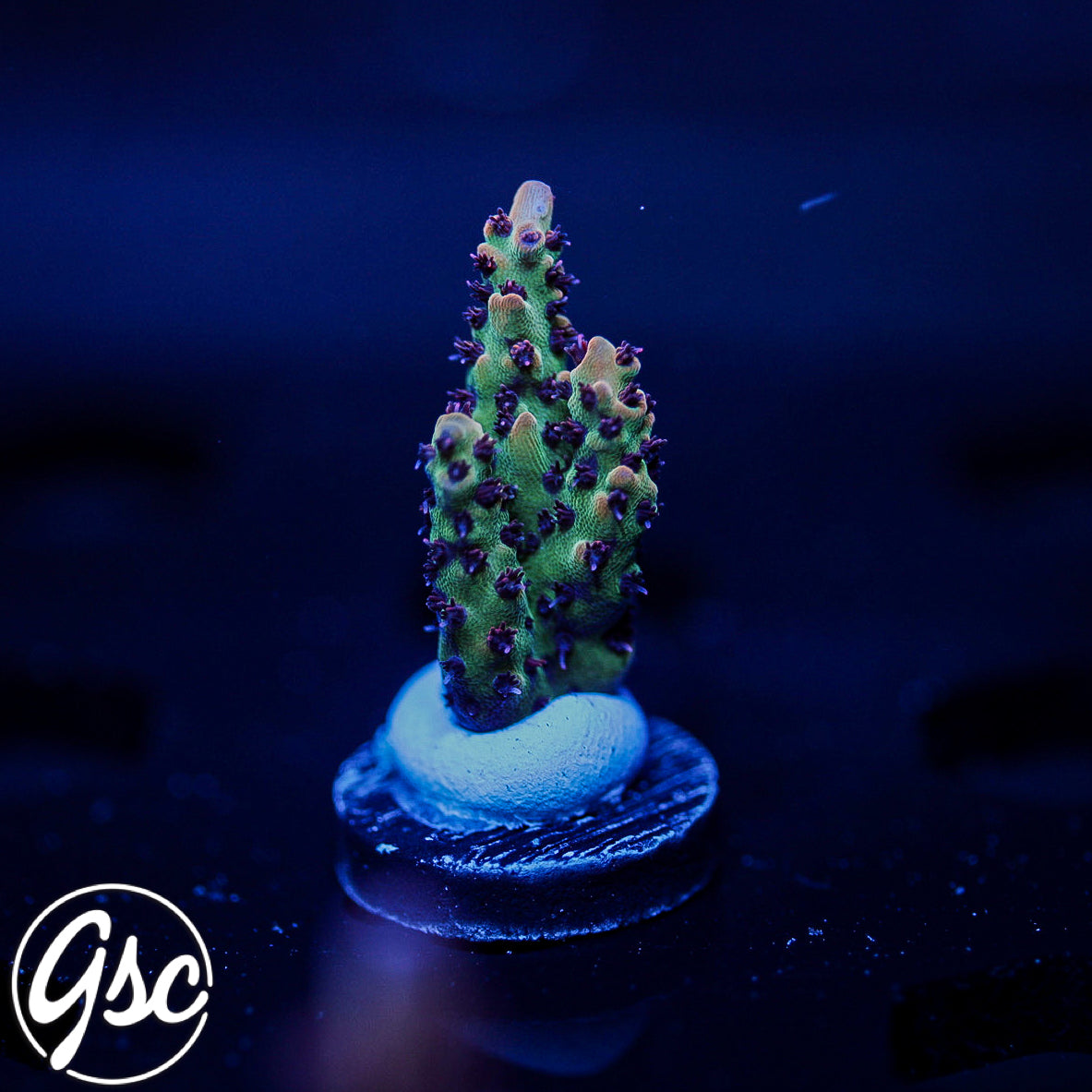 CC Blaze Of Glory Acro #1