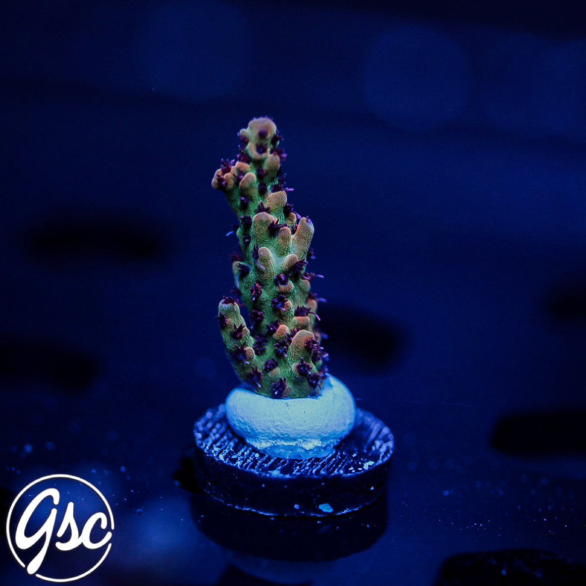 CC Blaze Of Glory Acro #2