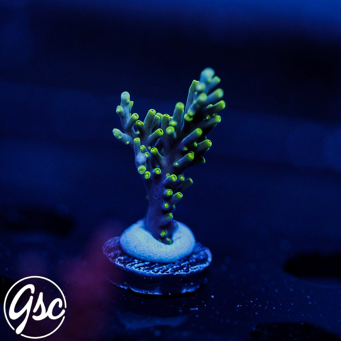 RMF Last Dragon Acro #4