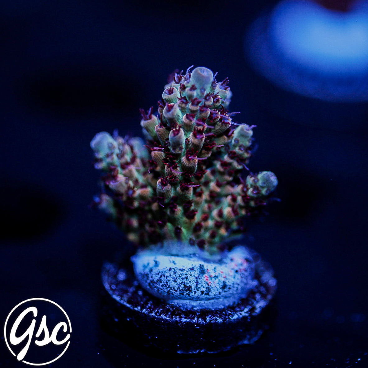ATL Jolene Acro #2 (Semi Chunky)