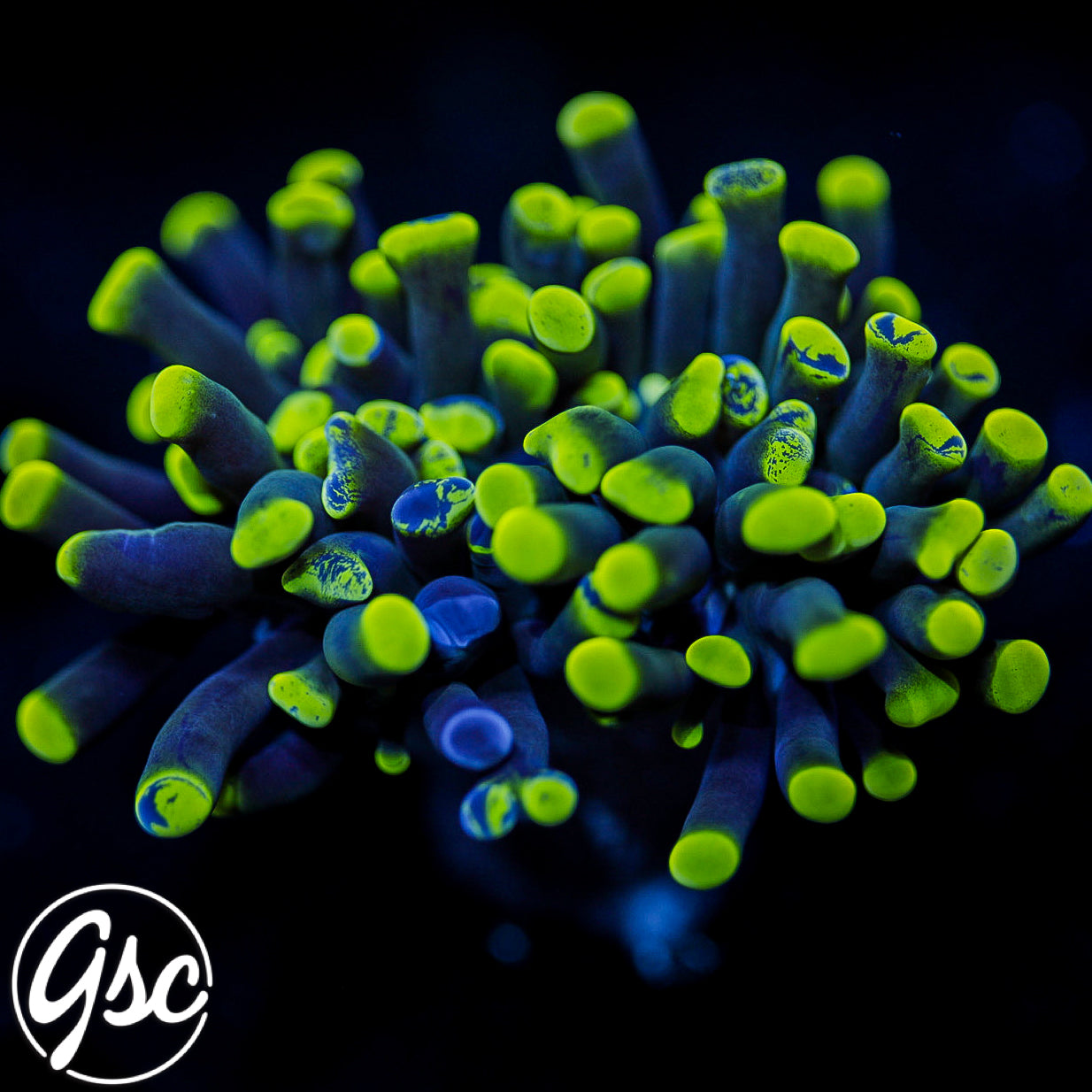 GSC Splatter Hammer #1