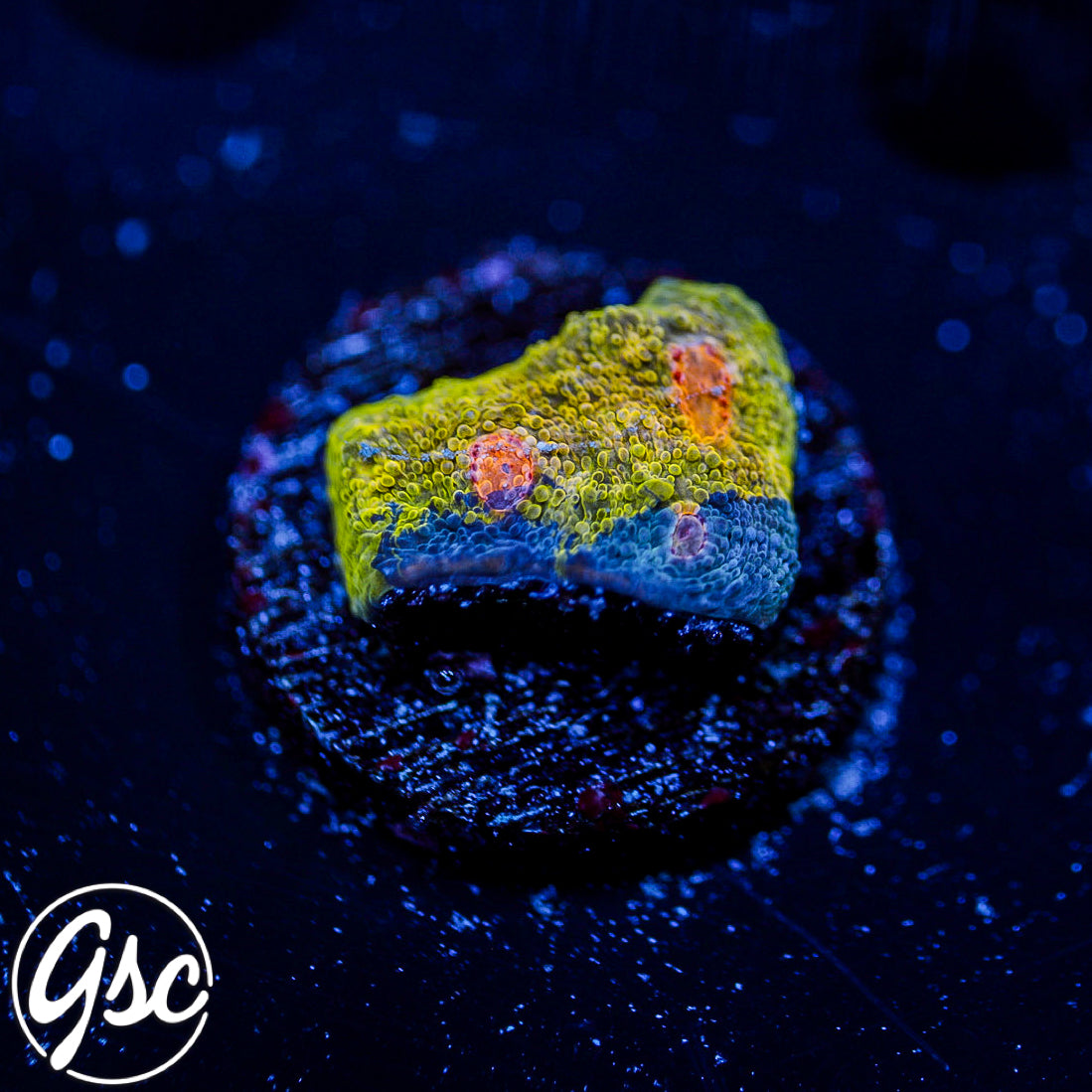 GSC Crayola Meltdown Chalice #6