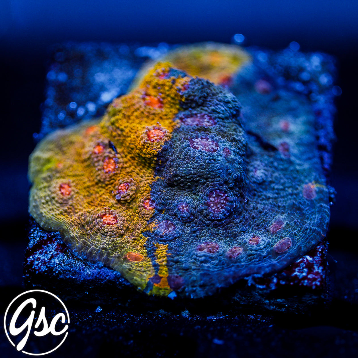 GSC Crayola Meltdown Chalice - Mini Colony