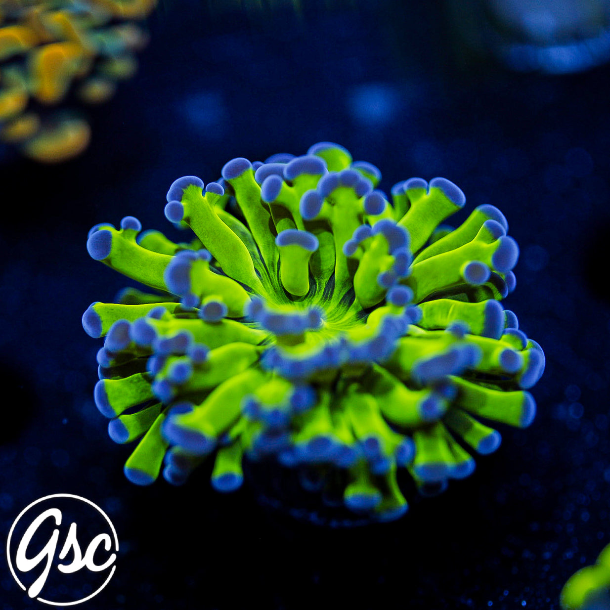GSC Purple Tip Frammer