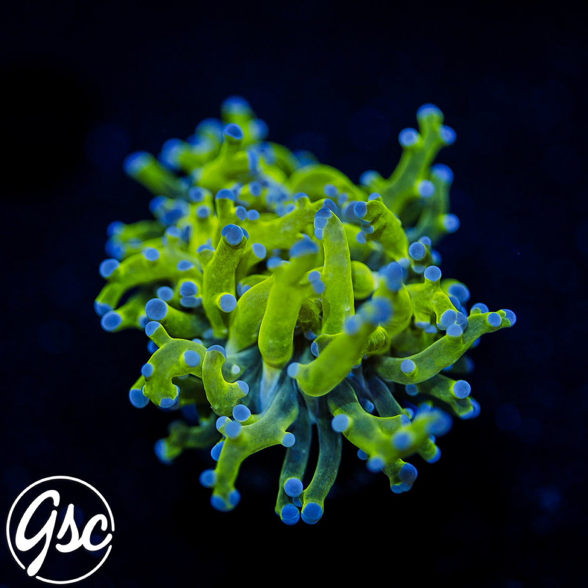 GSC Purple Frogspawn
