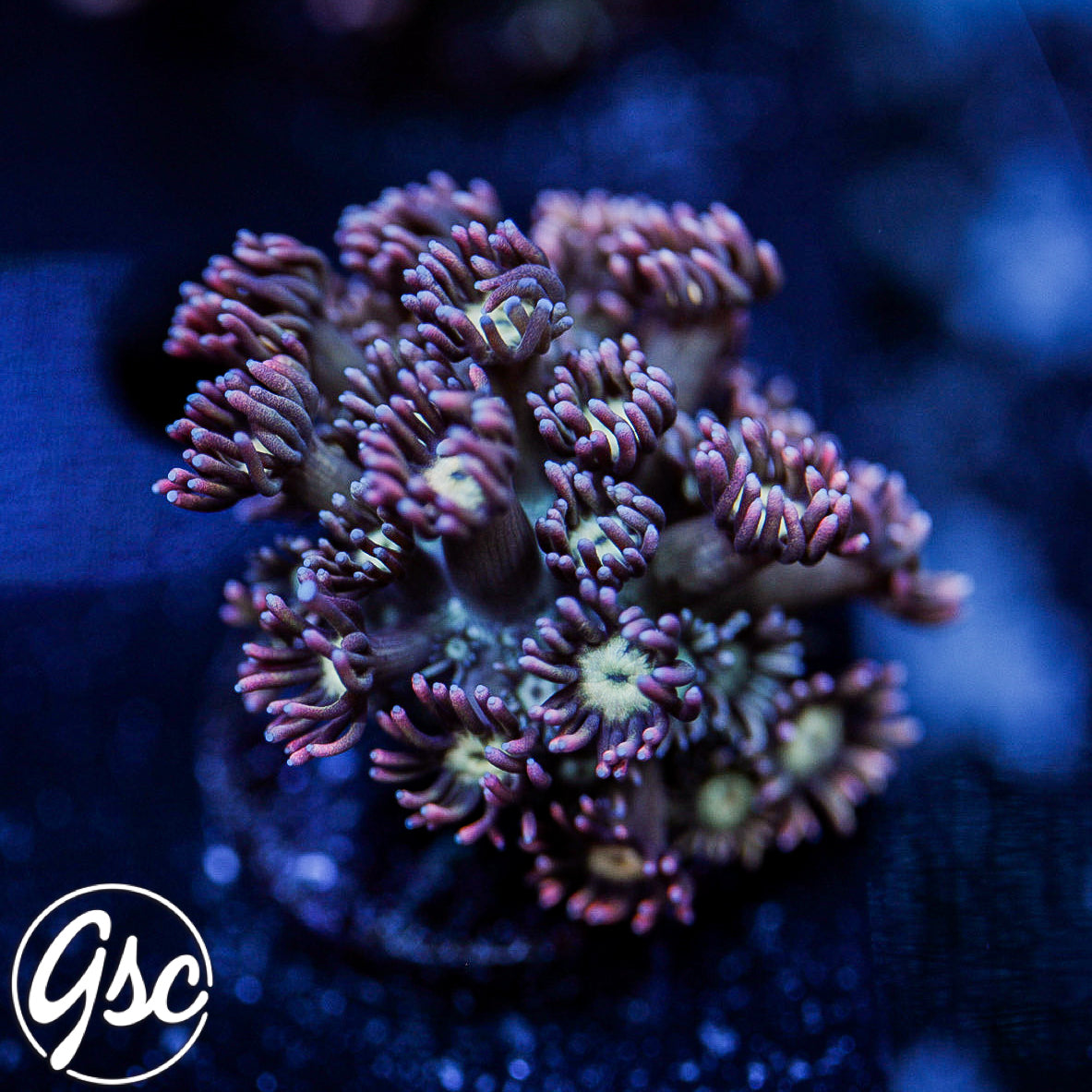 GSC Pink Lemonade Goni #1
