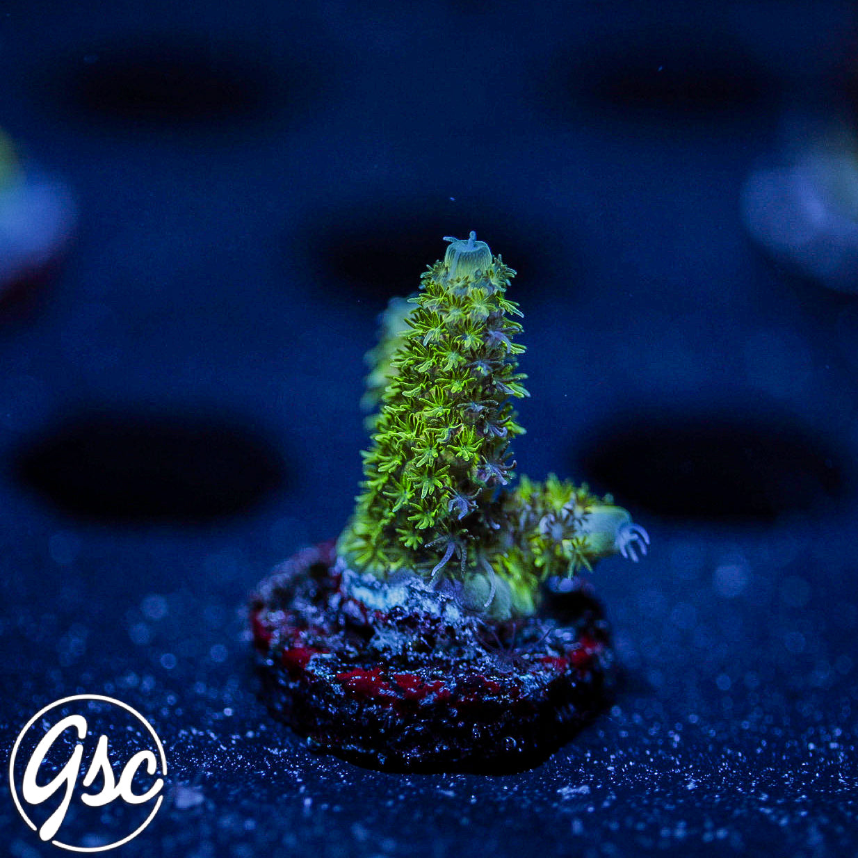 ReefWorks College Fund Acro #3