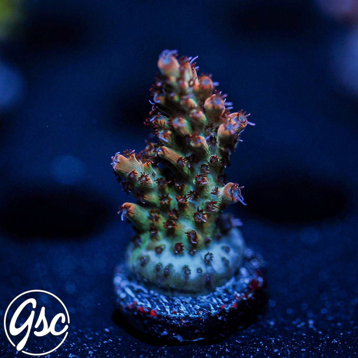 GSC Cell Max Acro #1