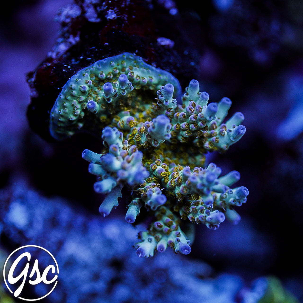 RMF Psychoberry Acro #2
