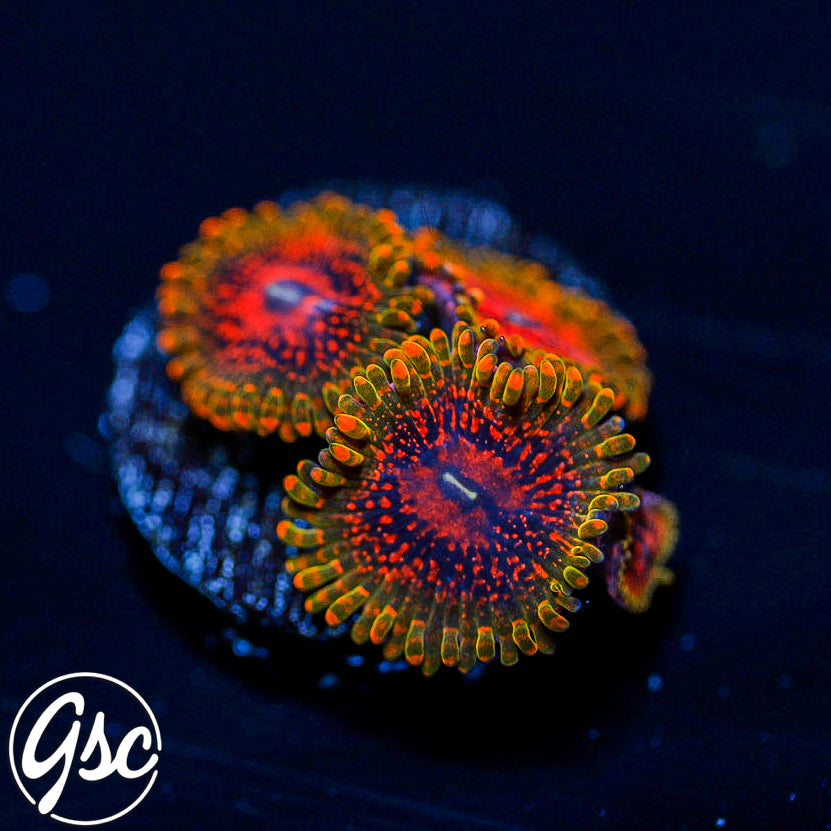 GSC GMK Zoas #2