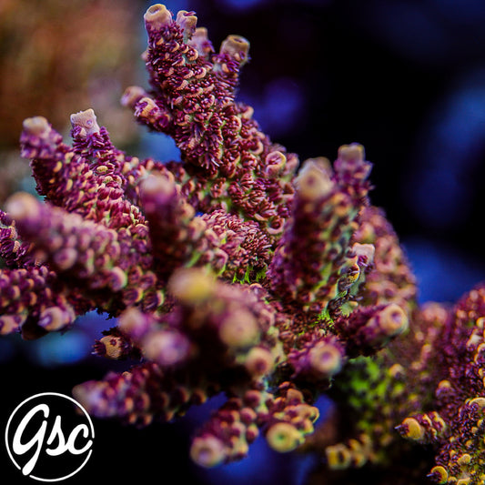 TGC Mercury Rising Acro #2 (Prostrata)