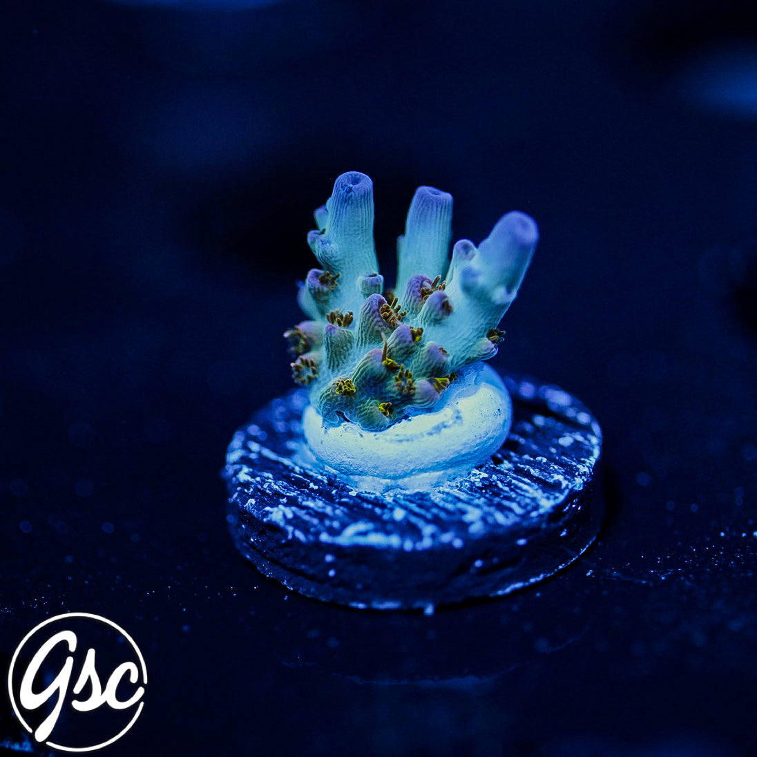 RMF Psychoberry Acro #2