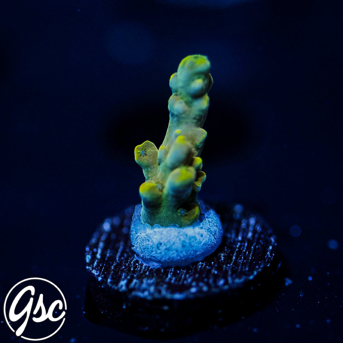POTO Poison Ivy Acro #1