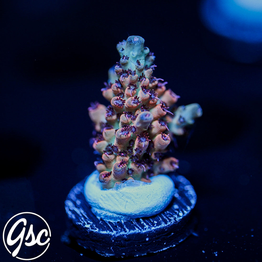 CC Blaze Of Glory Acro #2