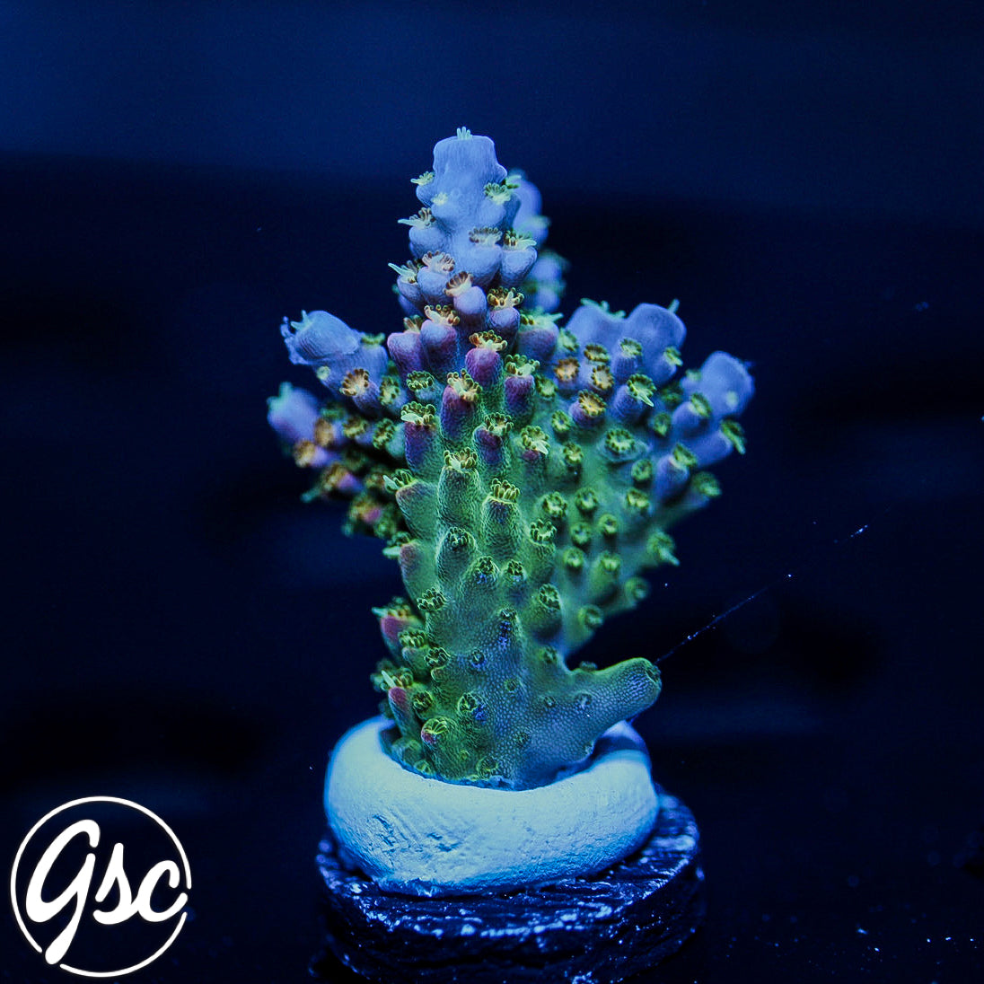 PR Fruity Pebbles Acro #2