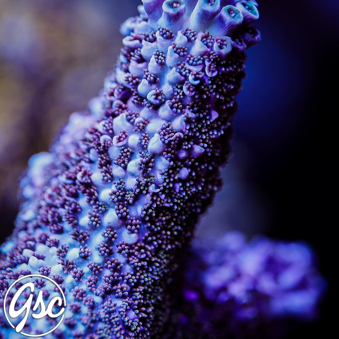 GSC Purple Vortex Acro (Re-Release)