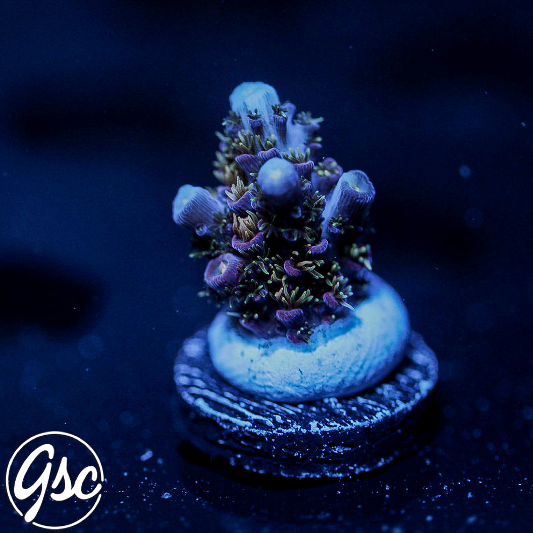 Hugos Rainbow Stag Acro #2