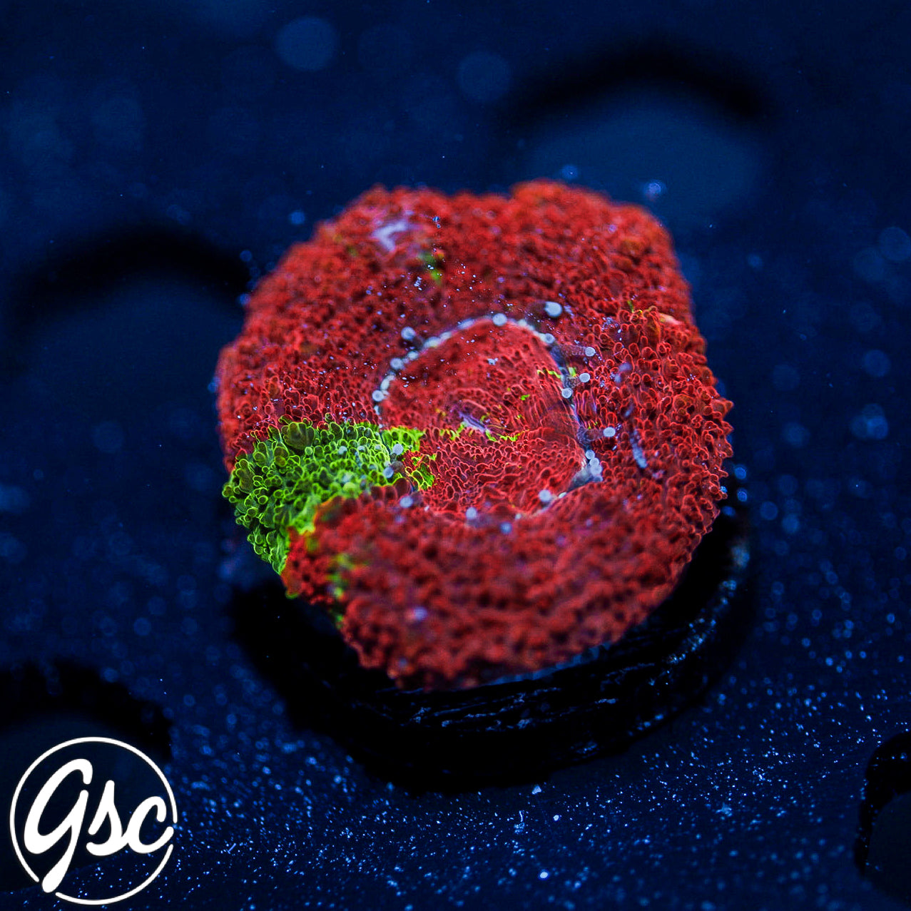 GSC Reverse Bleeding Apple Bowerbanki #3 (Homegrown)