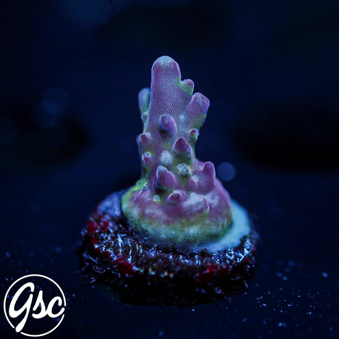 GSC Dizzy Devil Acro #1 (New Release!)