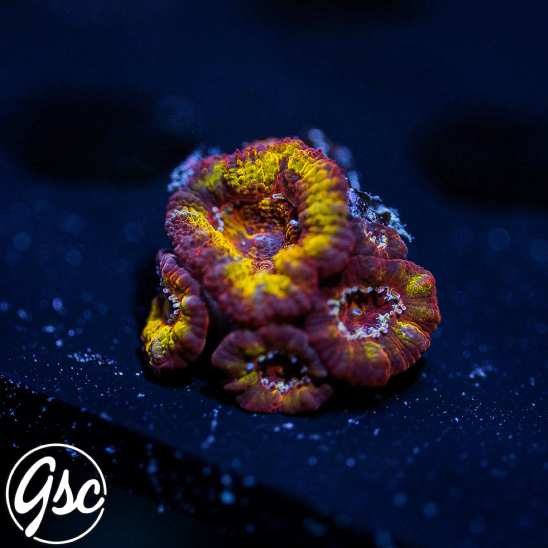GSC Firestorm Acan #1 (New Release)