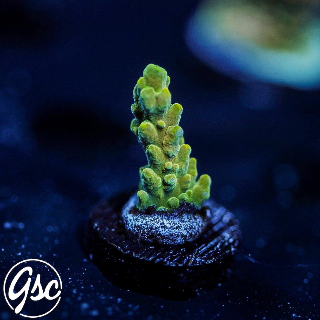 POTO Poison Ivy Acro #2