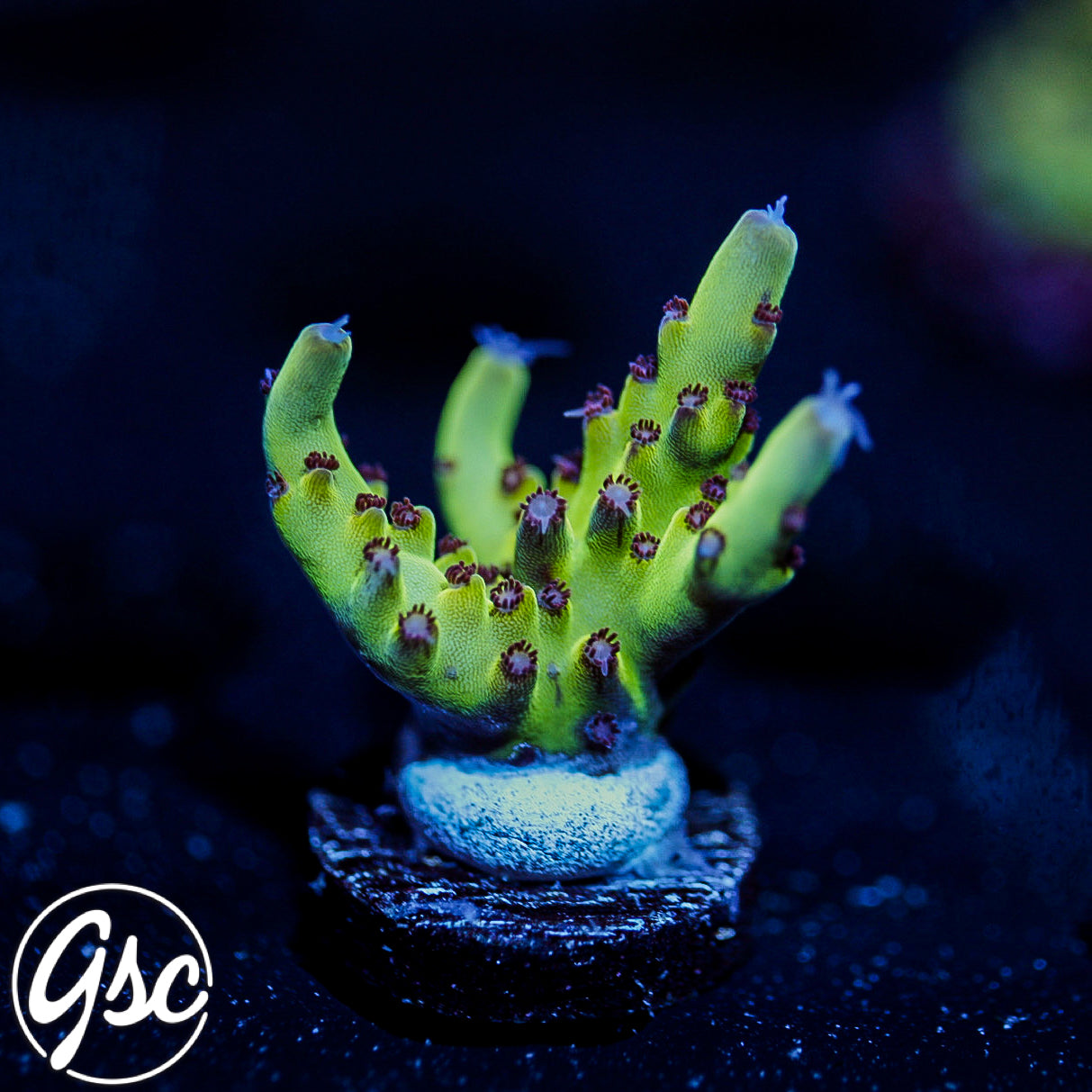 GSC Rainbow Delight 2.0 Acro #2
