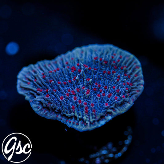 RR Mystique Monti Cap #1