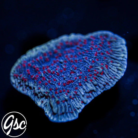 RR Mystique Monti Cap #2