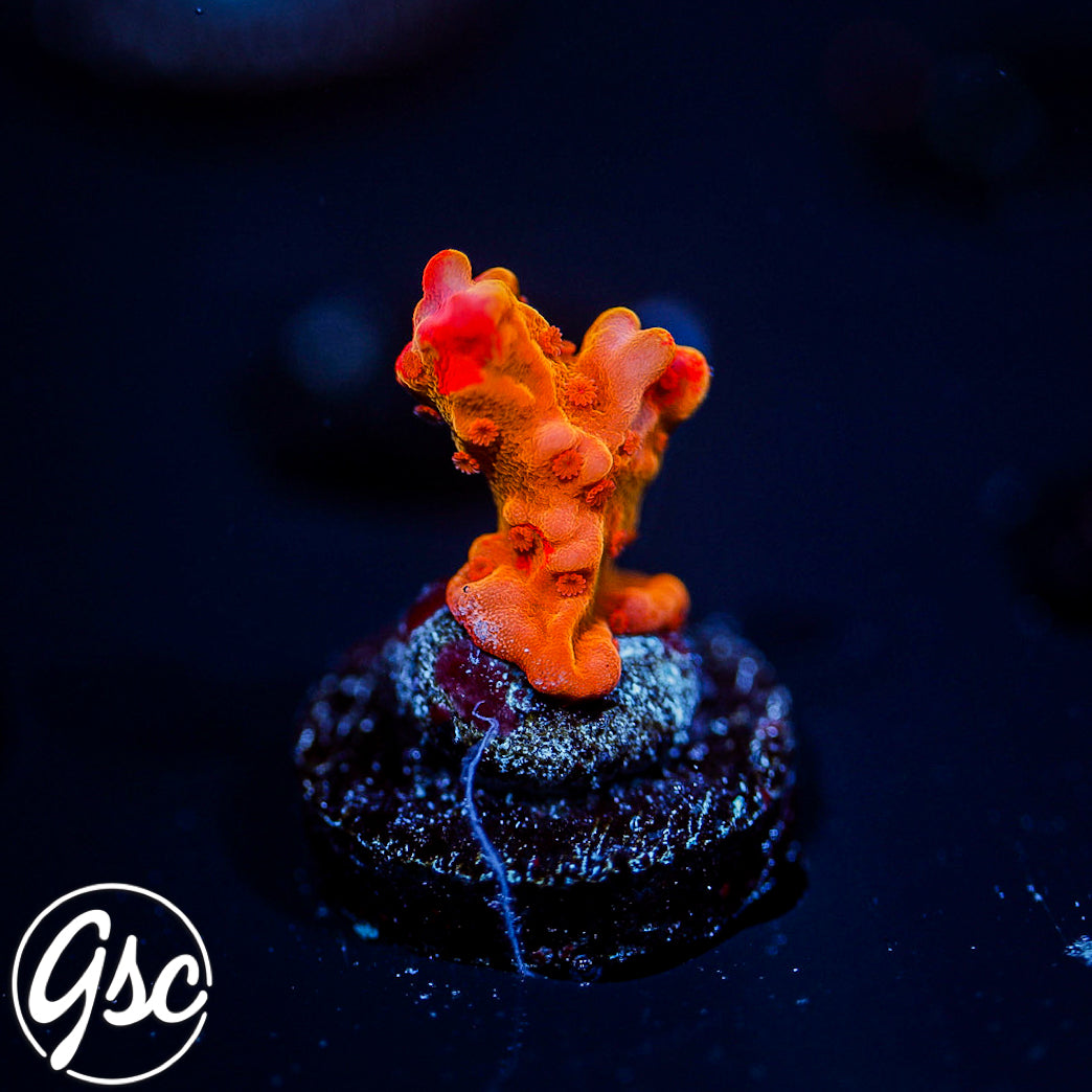 GSC Grafted Montipora Setosa #2
