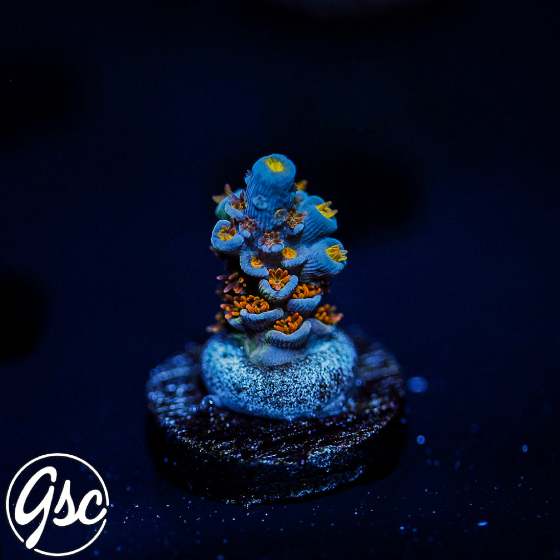 SKA Jackpot Tenuis Acro #1