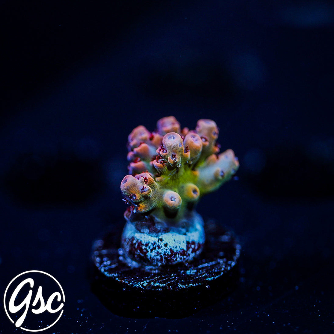TSA Princess Peach Acro #1