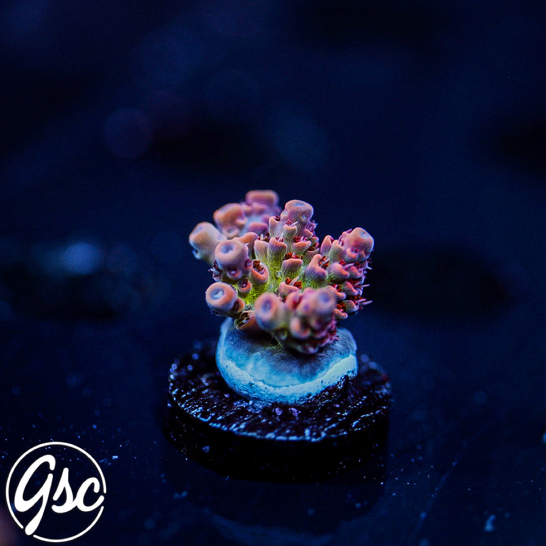 TSA Princess Peach Acro #2